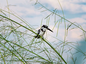 Bird perching on a plant