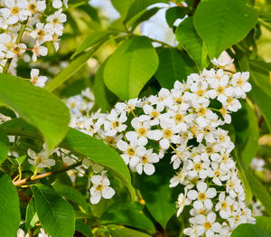 Close-up of white flowers blooming on plant