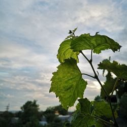 Close-up of green leaves on plant against sky