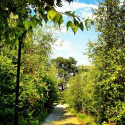 Footpath amidst trees