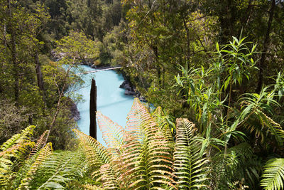 Plants and trees in forest