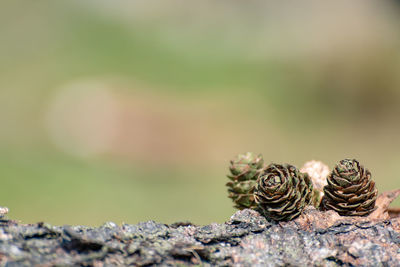 Close-up of shell on rock