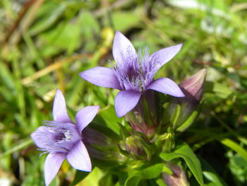 Close up of purple flower