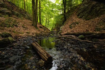 Plants and trees in forest