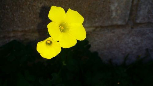 Close-up of yellow flower against blurred background