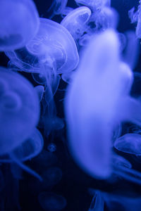 Close-up of jellyfish swimming in sea