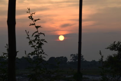 Close-up of silhouette tree against sky during sunset