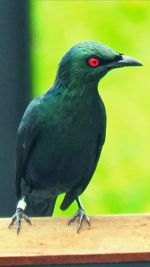 Close-up of bird perching on wooden wall