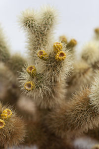 Blooming cactus in joshua tree