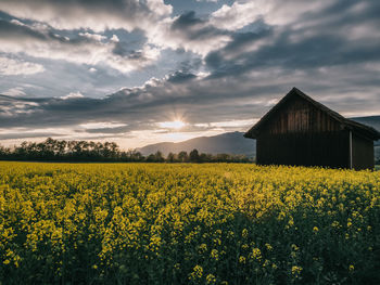 View of yellow flowers on field against cloudy sky