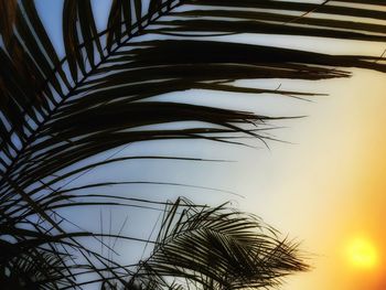 Low angle view of palm tree against clear sky