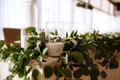 Close-up of potted plant