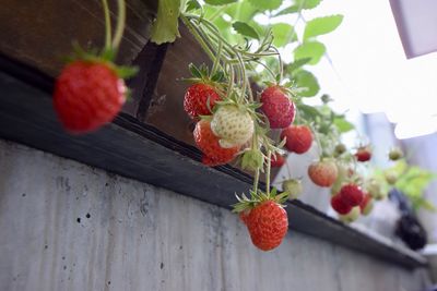 High angle view of strawberries on table