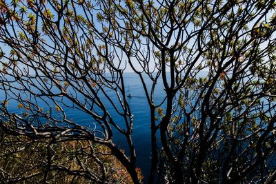 Low angle view of trees against clear sky