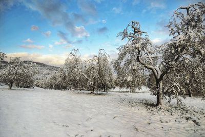 Trees on snow covered field against sky