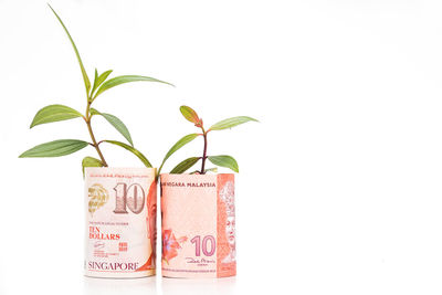 Close-up of potted plant against white background