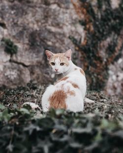 Portrait of cat relaxing on land