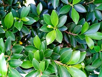 Full frame shot of plants