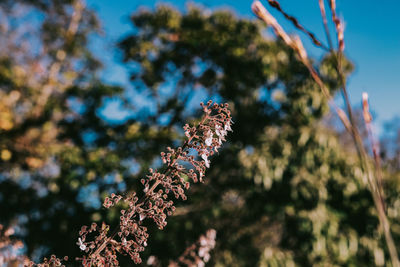 Low angle view of flowering plants against trees