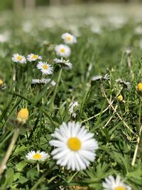 Close-up of white daisy flowers on field