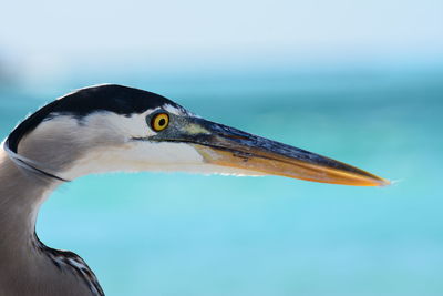 Close-up of bird against blurred background