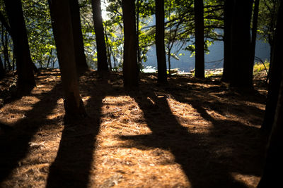 Trees in forest