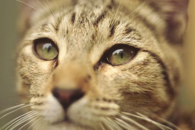 Close-up portrait of cat