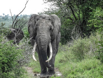 elephant