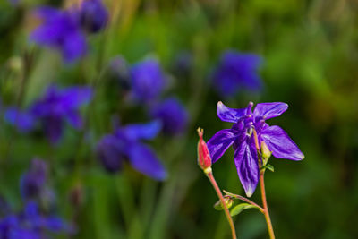 Close-up of purple flowering plant on field