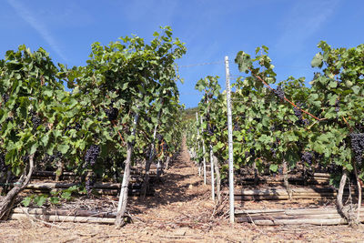 View of vineyard against sky