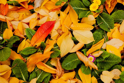 Full frame shot of yellow autumn leaves