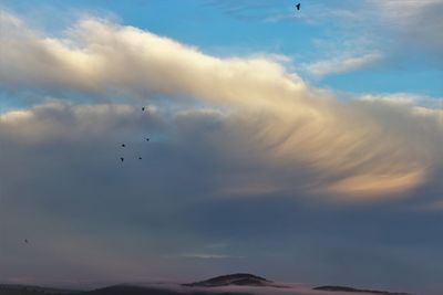 Low angle view of bird flying in sky