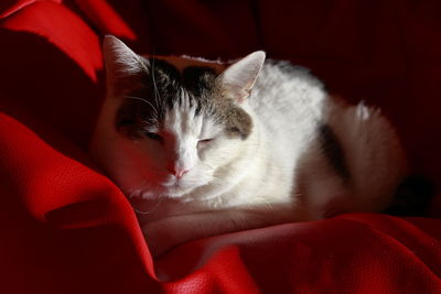 Close-up of cat relaxing on red sofa