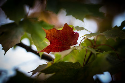Close-up of maple leaves on plant during autumn