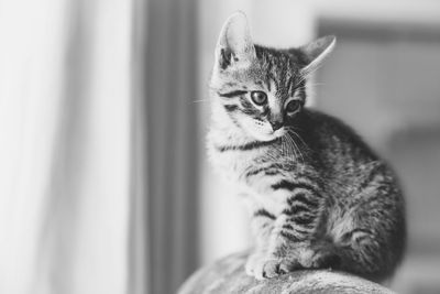 Close-up portrait of cat sitting