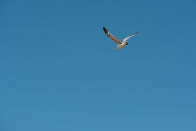 Low angle view of seagulls flying in sky