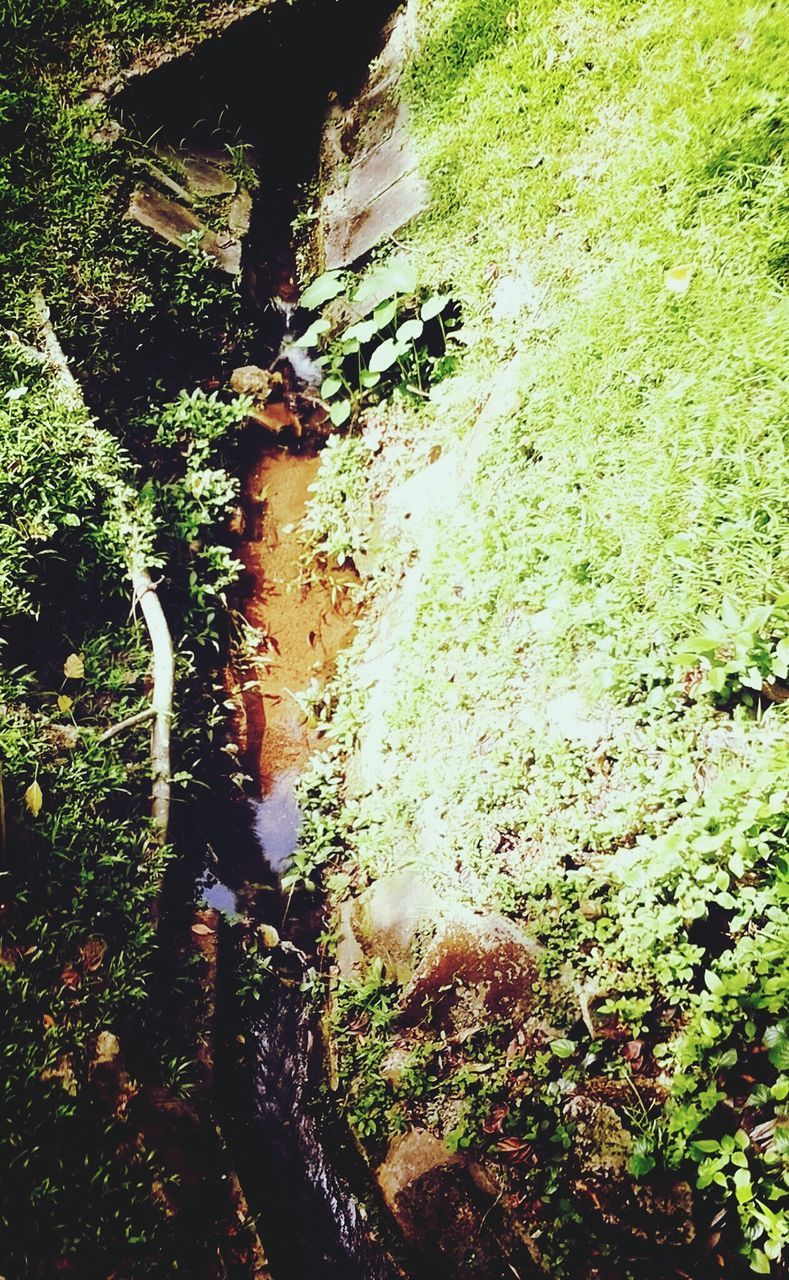 growth, water, plant, tree, green color, high angle view, nature, leaf, tranquility, sunlight, beauty in nature, reflection, forest, outdoors, day, no people, moss, lush foliage, pond, tranquil scene