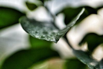 Close-up of fresh green plant