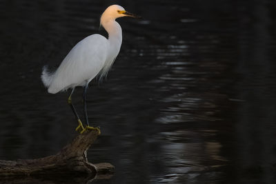 Snowy egret perched on log in water sunset orange on head