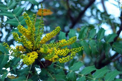 Close-up of yellow flowering plant