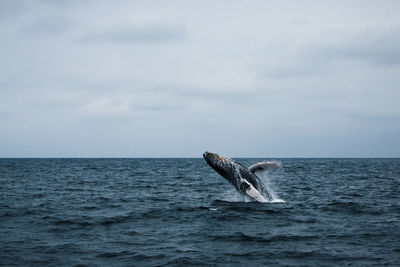 View of horse in sea against sky