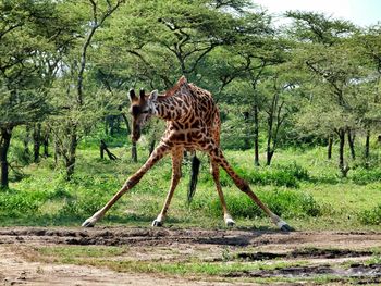 Giraffe standing at forest