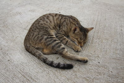 High angle view of cat sleeping