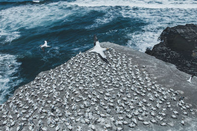 High angle view of bird on rock in sea