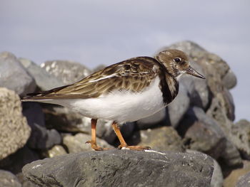 Close-up of bird perching on rock