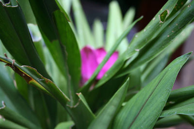 Close-up of plant