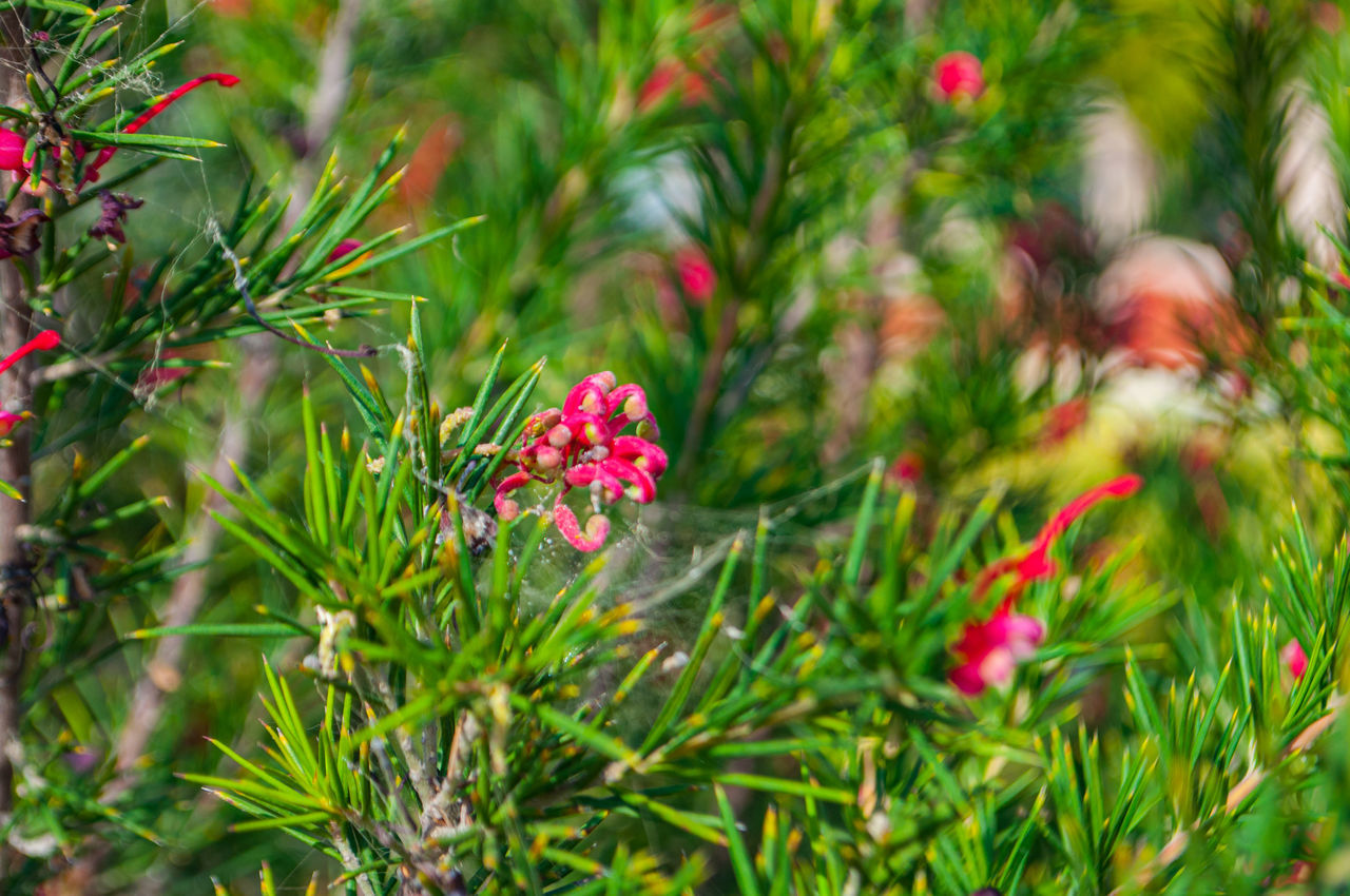plant, nature, green, beauty in nature, flower, grass, flowering plant, tree, garden, growth, no people, leaf, plant part, red, day, lawn, outdoors, multi colored, botanical garden, close-up, land, freshness, pinaceae, pine tree, botany, coniferous tree, shrub, wildflower, meadow, natural environment, food and drink, non-urban scene, environment, summer, sunlight, food, selective focus, focus on foreground