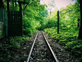 Railroad tracks in forest