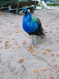 Peacock perching on wood