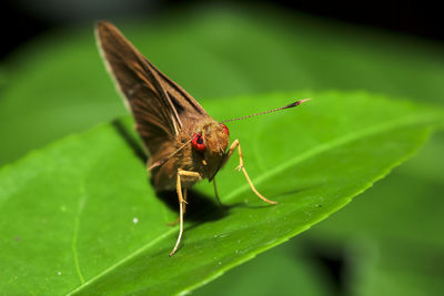 Close-up of butterfly on leaf